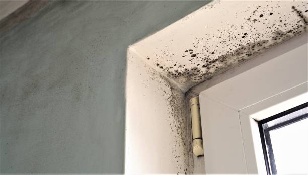 Best Forensic Mold Investigation  in Shenandoah Junction, WV