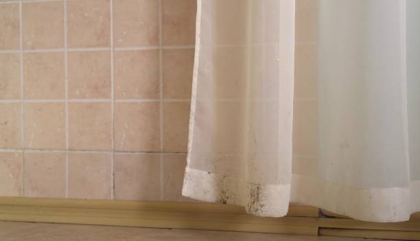 Mold Odor Removal Services in Shenandoah Junction, WV