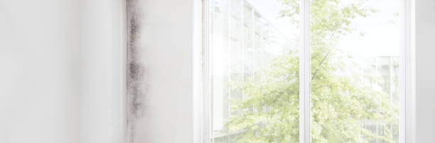 Best Mold Odor Removal Services  in Shenandoah Junction, WV