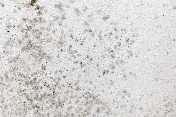 Best Mold Prevention Services  in Shenandoah Junction, WV