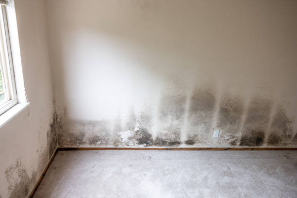 Best Mold Remediation for Healthcare Facilities  in Shenandoah Junction, WV