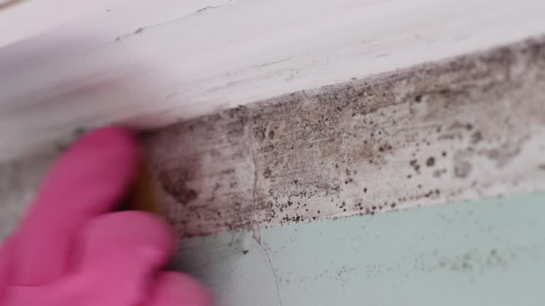 Best Mold Remediation for Healthcare Facilities  in Shenandoah Junction, WV